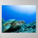 Search for underwater posters Nature