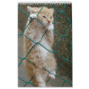 Search for orange cat calendars Kitty