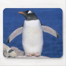 Search for gentoo penguin mousepads Bird