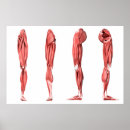 Search for ligaments Digitally generated image