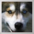 Search for siberian husky posters Sled dog