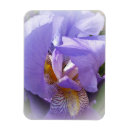 Search for purple iris magnets Petal