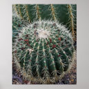 Search for barrel cactus posters Cacti