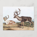 Search for caribe postcards Wildlife