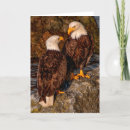 Search for bald eagles cards Pacific northwest