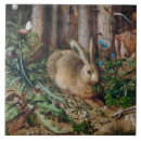 Search for hoffmann Hare in the forest