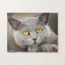 Search for grey cat puzzles Feline