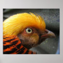 Search for golden bird posters Dad