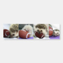 Search for hedgehogs bumper stickers Hedgie