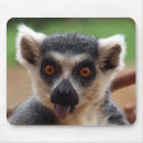 Search for lemurs electronics Cute