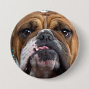 Search for bulldogs badges Animals