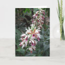 Search for loss of sister sympathy cards Flower