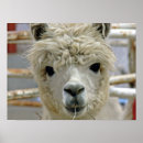 Search for alpaca posters Adorable