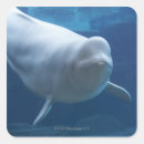 Search for beluga stickers Animal