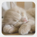 Search for sleeping baby animals stickers Cat