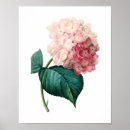 Search for premium posters Botanical