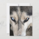 Search for siberian postcards Husky
