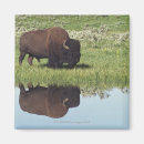 Search for scene magnets Animals