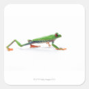 Search for tree frog stickers Cold blooded