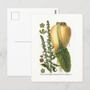 Search for beets postcards Sugar