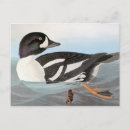 Search for barrows John james audubon