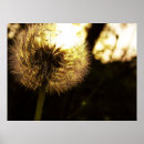Search for dandy posters Nature