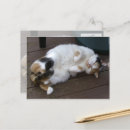 Search for curl postcards Cat