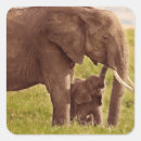 Search for elephant photo stickers Cute