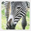 Search for close stickers Focus