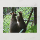 Search for wallaby postcards Wallabies