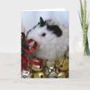 Search for guinea pig christmas cards Pet