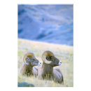 Search for horned mammal posters Wildlife