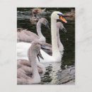 Search for mute postcards Swan