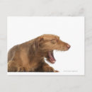 Search for yawn postcards Dog