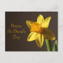 Search for st davids day postcards Daffodil