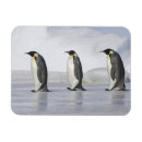 Search for cold temperature magnets Penguin