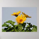 Search for yellow daisies posters Gerbera