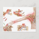 Search for detailing postcards White background