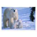 Search for bear cub art White