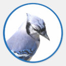 Search for jay bird stickers Cute