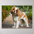 Search for breeder posters Animal