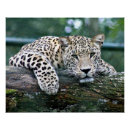Search for log posters Wildlife