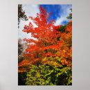 Search for halloween tree posters Fall