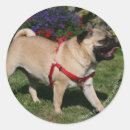 Search for fawn pug stickers Bob and pam langrish
