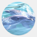 Search for cute dolphin stickers Marine