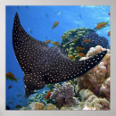 Search for spotted posters Black