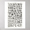Search for fossil posters Animal