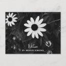 Search for black and white flowers postcards Floral