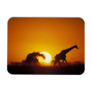 Search for botswana magnets Sunset