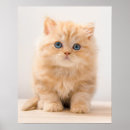 Search for british animal posters Kitten